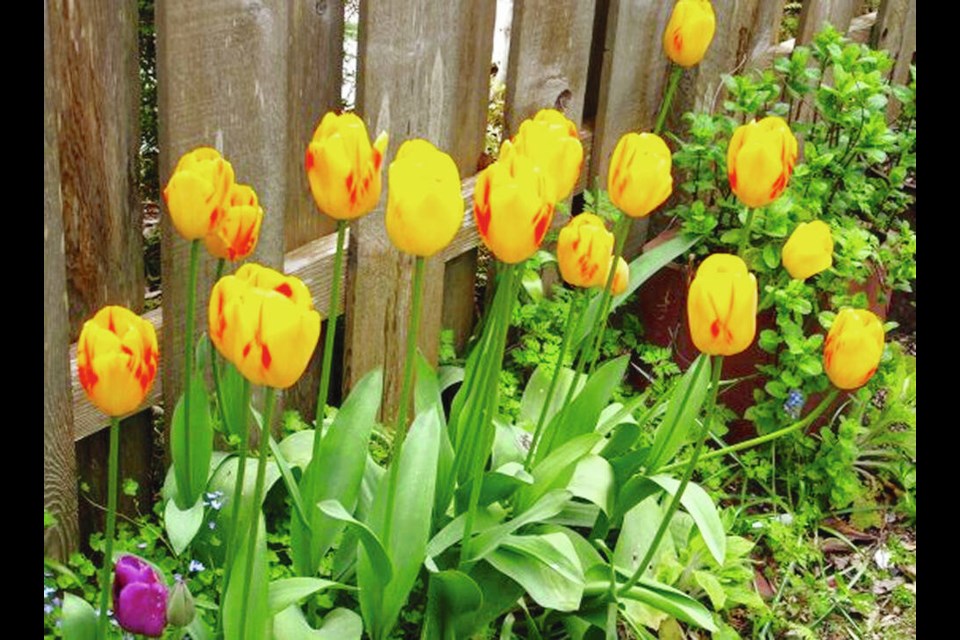 These tulips, previously planted to bloom in containers, were later moved into the garden to supply cut flowers in future years. HELEN CHESNUT 