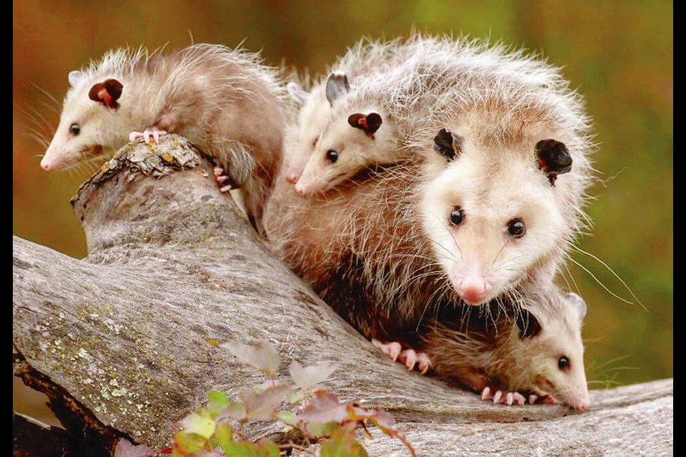 The Virginia opossum (Didelphis virginiana), a cat-sized marsupial with sharp snout, beady eyes and hairless, scaly tail, was introduced to Hornby Island in the 1980s. STAN TEKIELA, VIA PROVINCE OF B.C. 