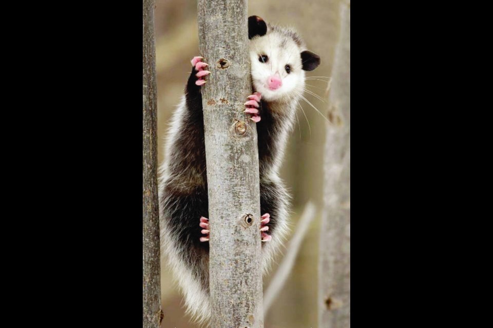 The Virginia Opossum (Didelphis virginiana), a cat-sized marsupial with sharp snout, beady eyes and hairless, scaly tail, was introduced to the island in the mid-1980s. BRIAN LASENBY, VIA PROVINCE OF B.C. 