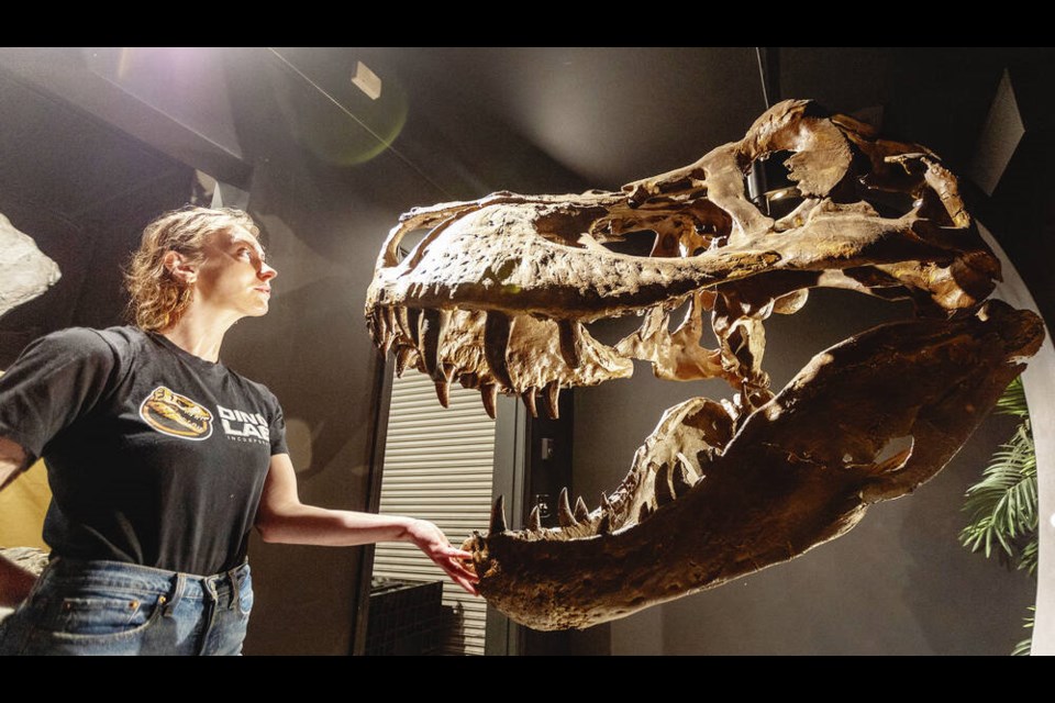 Kalene Lillico with a casting of Tyrannosaurus rex "Victoria" at Dino Lab. DARREN STONE, TIMES COLONIST 
