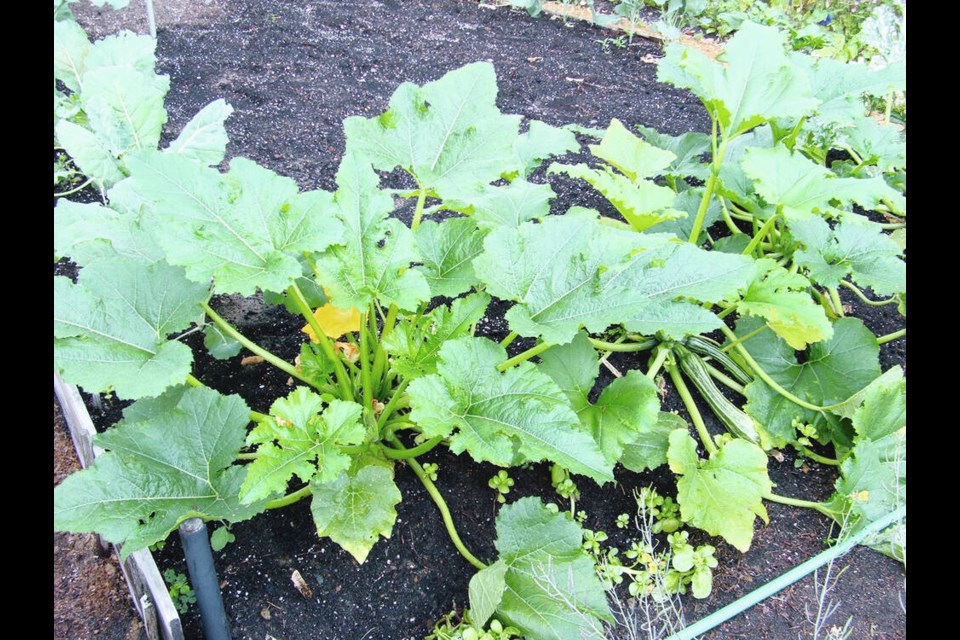 Young zucchini plants are beginning to produce fruits in late August, from an early July seeding. HELEN CHESNUT 