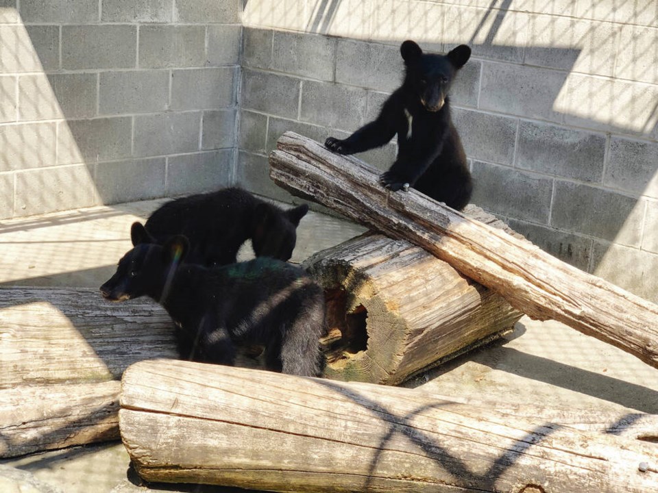 web1_06262023-bear-cubs