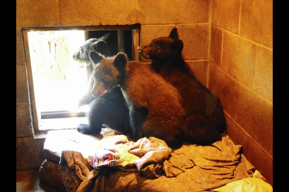 Three bear cubs arrived at the North Island Wildlife Recovery Centre on Friday, June 23, 2023, after their mother was shot by conservation officers near Thetis Lake for getting into garbage. DEREK DOWNES, NORTH ISLAND WILDLIFE RECOVERY CENTRE 