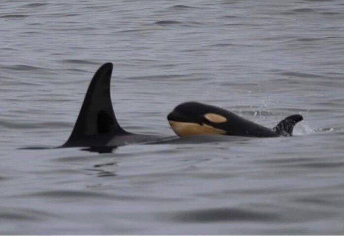 The new orca baby is seen swimming with L Pod near Tofino. HOWIE TOM PHOTO VIA CENTRE FOR WHALE RESEARCH 
