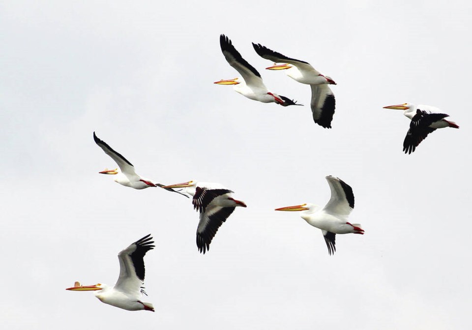web1_american-white-pelicans2-ann-nightingale