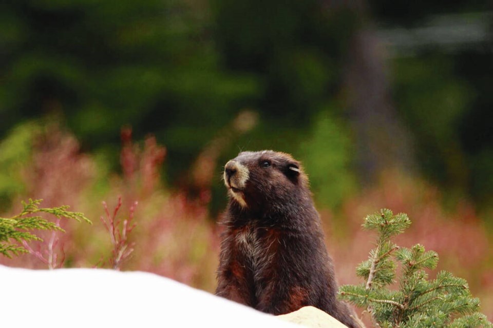 Arwen, born in the Calgary Zoo and released in 2017, comes out of her den on June 1 near Mount Washington. EDEN ROWE 