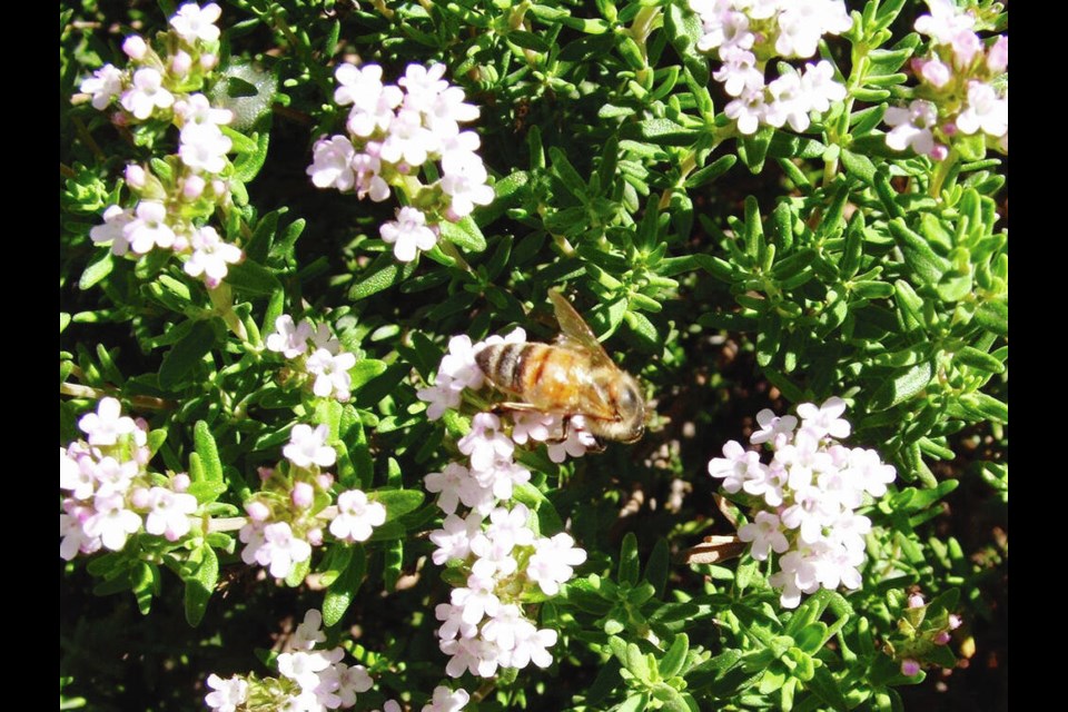 A bee pays a visit to a planting of thyme. HELEN CHESNUT 