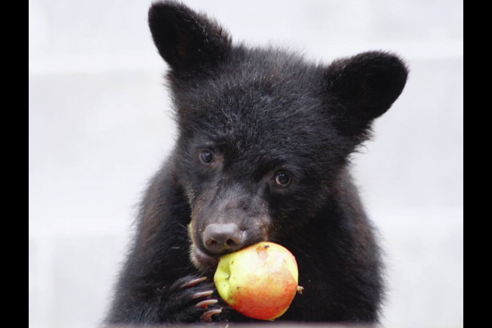Five orphaned black bear cubs taken in by the North Island ­Wildlife Recovery Centre last year are being tagged and ­collared for release by the Environment ­Ministry. 
NORTH ISLAND WILDLIFE RECOVERY CENTRE 