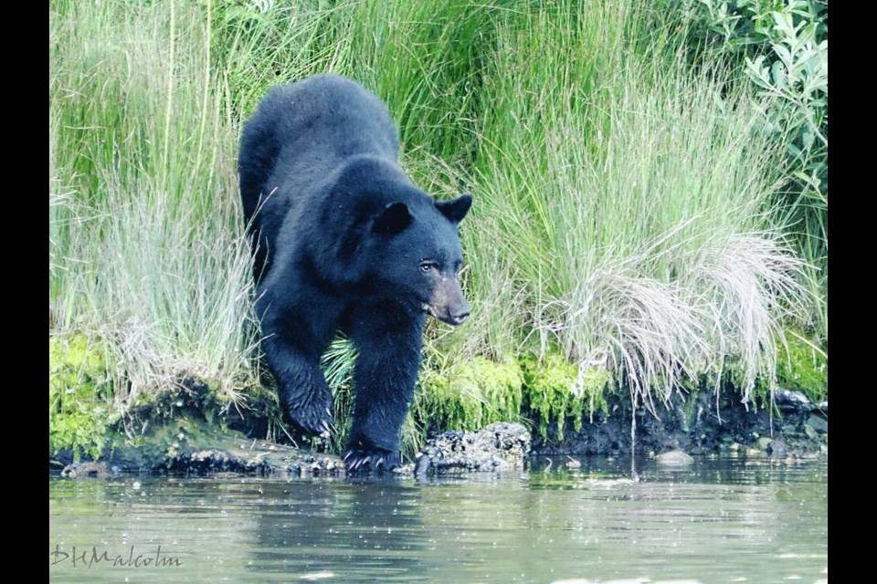 A black bear at the south end of Esquimalt Lagoon on Wednesday. VIA DUNC MALCOLM 