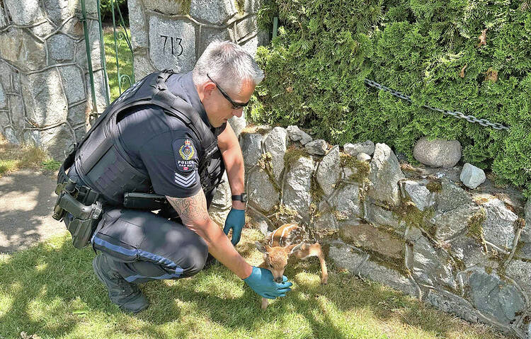 Oak Bay police Sgt. Kevin Diachina places a fawn near some trees and rock fence at Oliver Street and Central Avenue after discovering the newborn under a vehicle and its mother in traffic. OAK BAY POLICE 