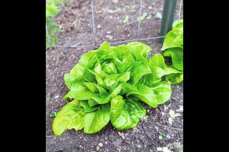 Garden Babies Butterhead lettuce, from Renee's Garden, produced perfect little butter lettuces that withstood mid-May's hot, sunny weather. HELEN CHESNUT 