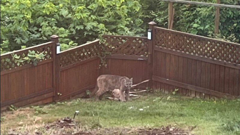 A large cougar guards a dead deer in the backyard of Cheryl Thompson's Nanaimo home on Sunday, June 11, 2023. COURTESY CHERYL THOMPSON 