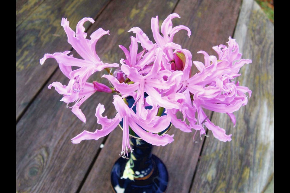 Nerine (Guernsey lily, spider lily) grows and flowers best in a fully sunny, warm, protected location, as at the base of a south-facing wall. HELEN CHESNUT 