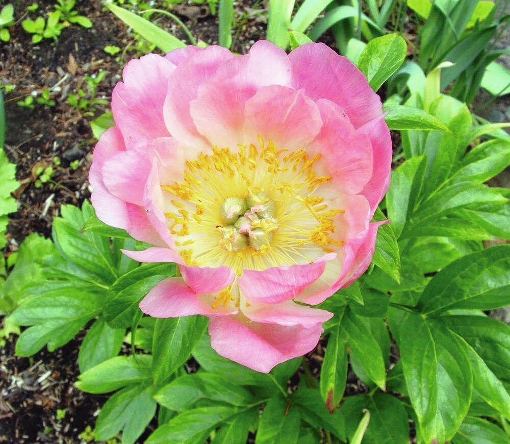 You don’t have to dig deep to delight a gardening dad