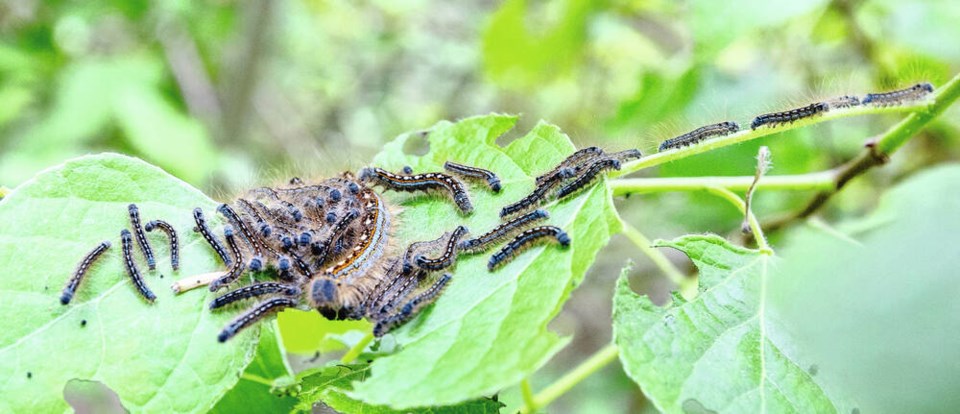 web1_vka-caterpillars-6001