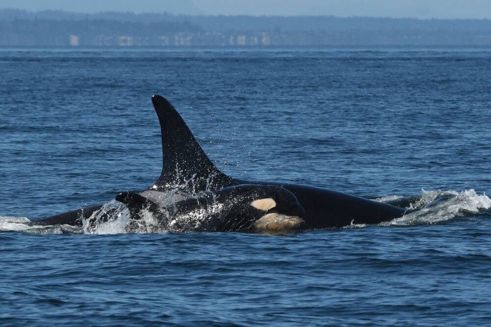 Orca L94 and her new calf L127. This is L94's third calf. CENTER FOR WHALE RESEARCH
