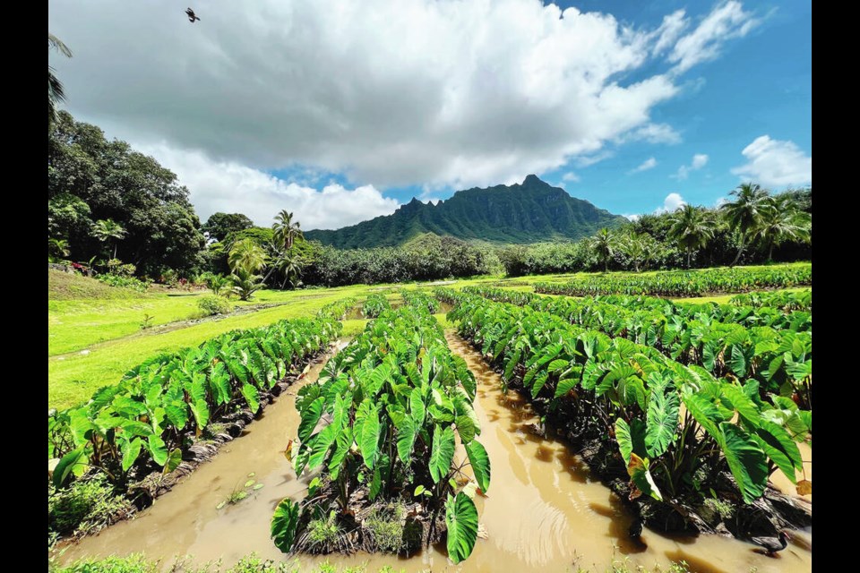 A commercial taro patch at Kualoa Ranch in Oahu is one of five agricultural sites on the 1600-hectacre (400 acre) property. KIM PEMBERTON PHOTO 