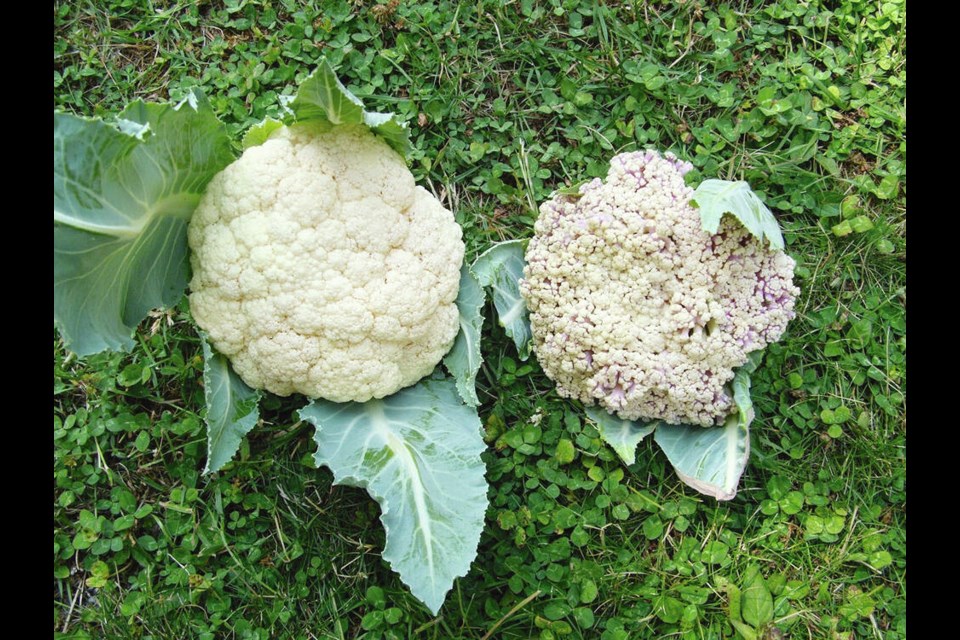 Early Snow, on the left, was a more perfect looking cauliflower than Snow Crown, which had taken on pink tones in the heat. HELEN CHESNUT 