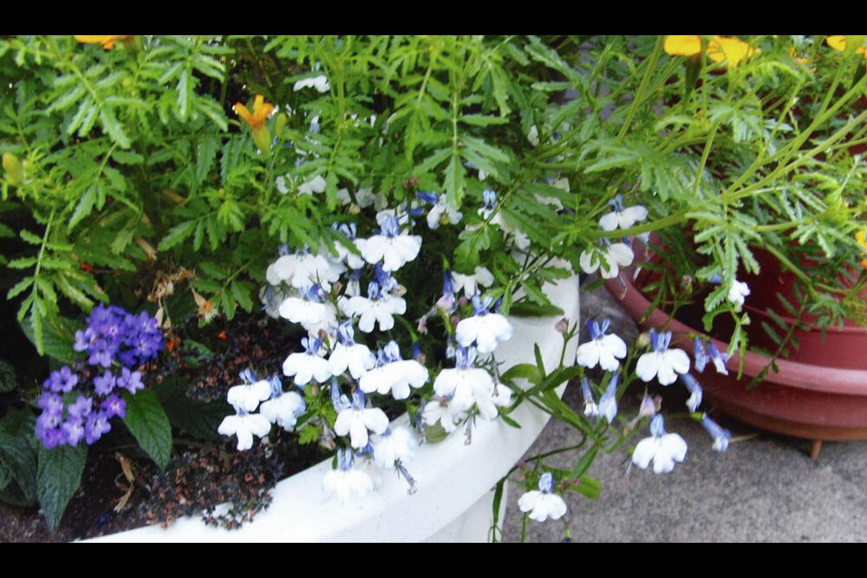This blue and white trailing Blue Splash, like most lobelias, thrives and provides a long season of flowers in sites protected from direct, hot sun. HELEN CHESNUT PHOTOS 