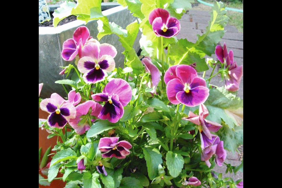 This pansy in the Karma Series continues to grow fresh foliage and flowers well into summer. HELEN CHESNUT 