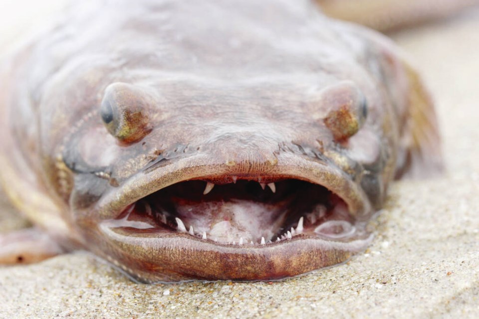web1_plainfin_midshipman_-_porichthys_notatus_-41656661640-
