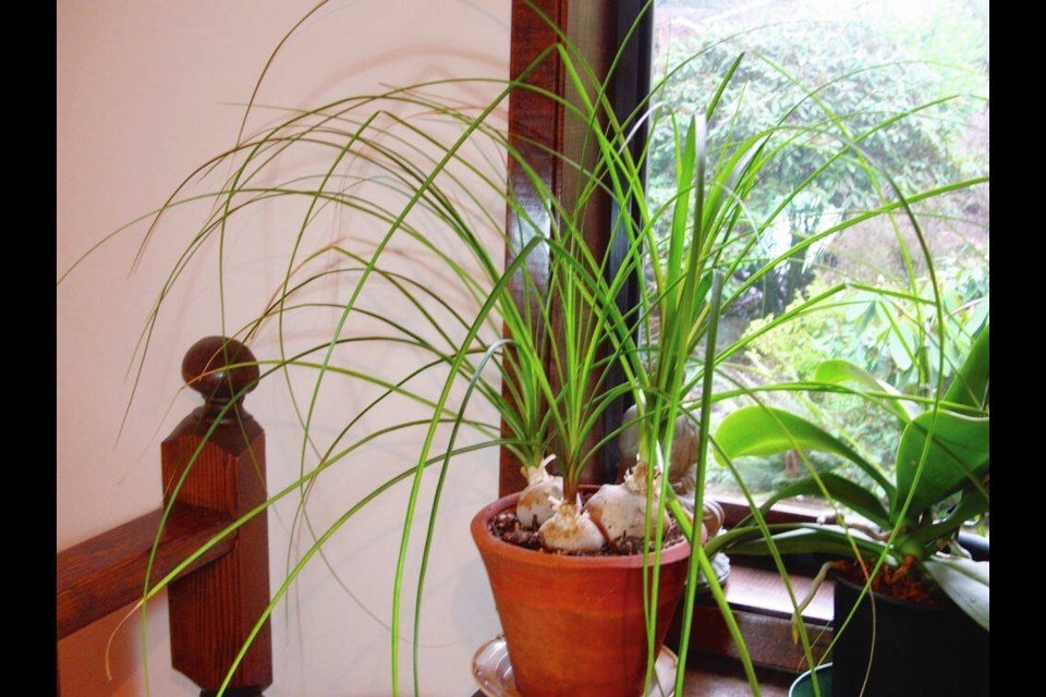 Pony tail palms can be kept to a modest size by growing them in a small pot. HELEN CHESNUT 