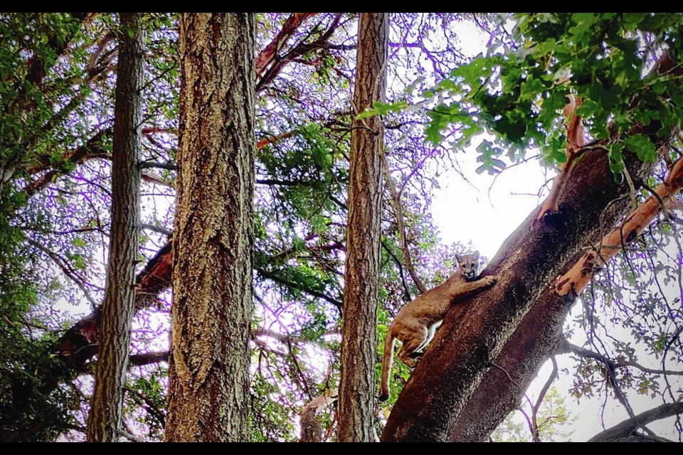 Paul Beilstein snapped this photo of a cougar in an arbutus tree on Little Mount Douglas on July 11. 
PAUL BEILSTEIN PHOTO 