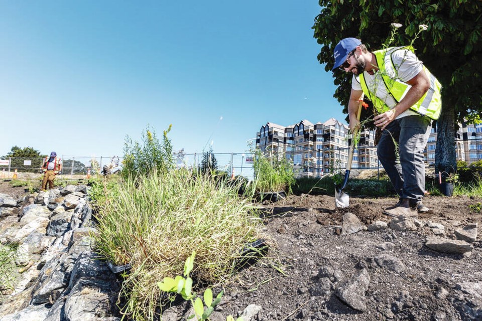 Peninsula Streams Society executive director Kyle Armstrong plants yarrow at Lime Bay. 
DARREN STONE, TIMES COLONIST 