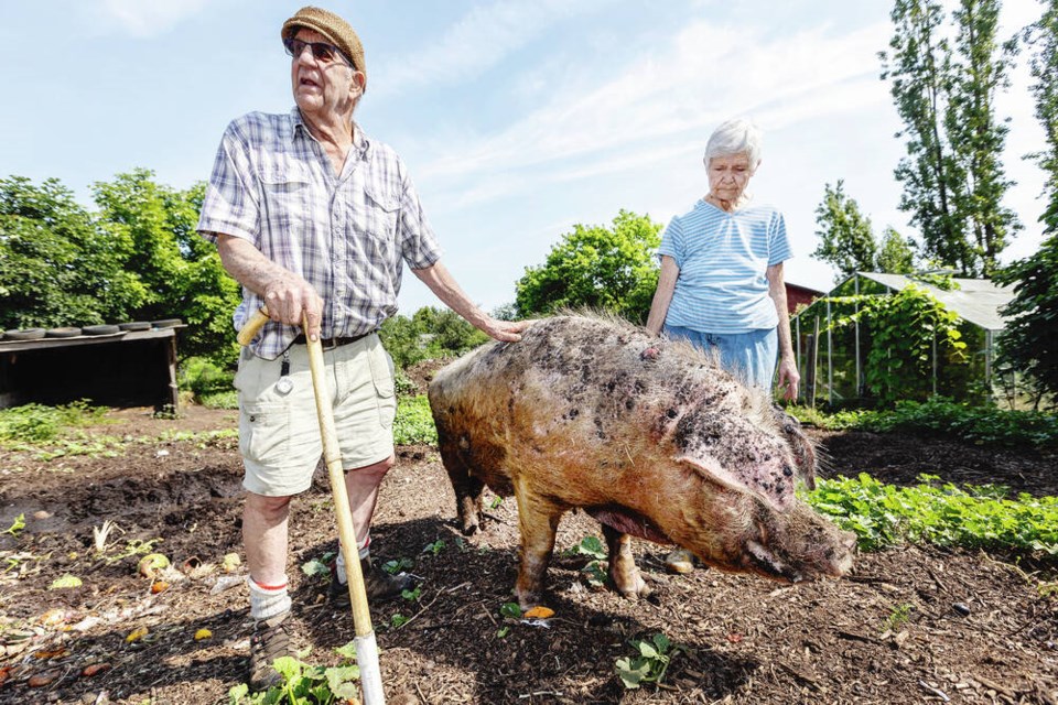 Marjolyn and Frans Winkel with the 18-year-old pig on their farm next to the Lochside Trail. The couple say the pig is happy and well cared for, despite a complaint to the SPCA. DARREN STONE, TIMES COLONIST 