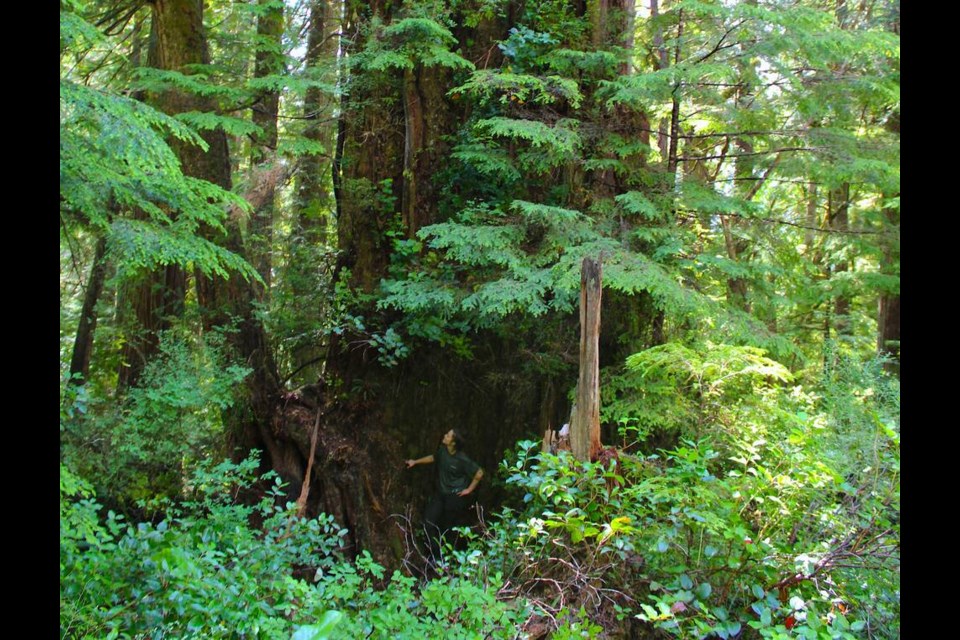 Canadian Press reporter Brenna Owen stands at the base of a western red cedar estimated to be 2,100 years old west of Port Alberni, B.C., on Saturday July 22, 2023. The tree, which was rumoured to measure six metres in diameter, was measured at about five metres. THE CANADIAN PRESS/HO-Colin Spratt 