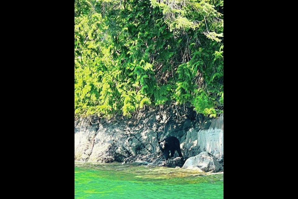 Black bear sighting on excursion to Princess Louisa Inlet. PHOTO BY KIM PEMBERTON 