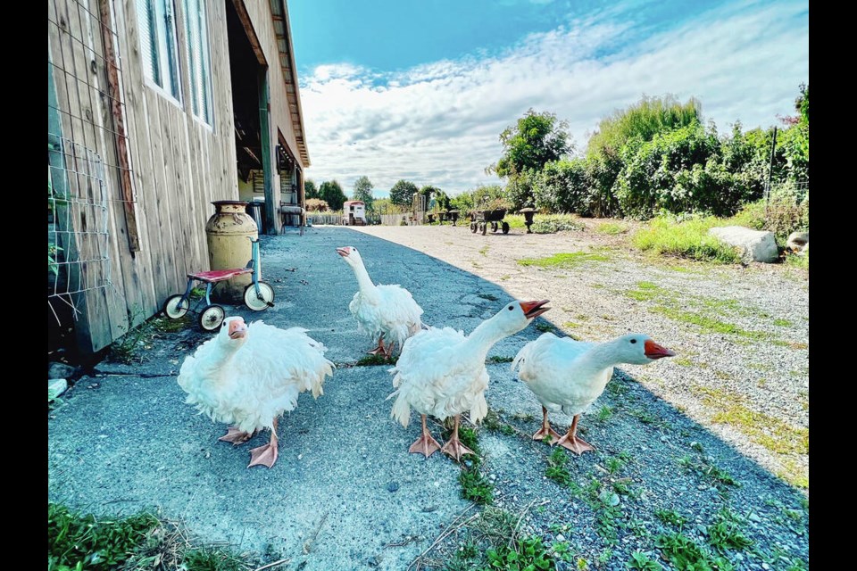A fluffy species, called Sebastopol geese, keep guests amused at Sage and Solace Farm as they waddle around the property giving off Jemima Puddle duck vibes.  KIM PEMBERTON 