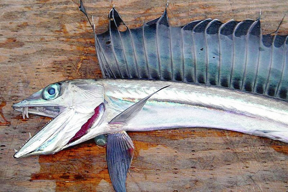 Lancetfish have a large sail along their back and do not have scales. U.S. NATIONAL OCEANIC AND ATMOSPHERIC ADMINISTRATION 