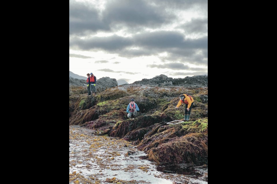 Lauren Dykman, Sam Starko, Matt Csordas and Tessa Rehill, marine biologists from the Baum Lab at the University of Victoria, monitor changes in ocean temperatures and kelp cover in Barkley Sound in early August. SUBMITTED 
