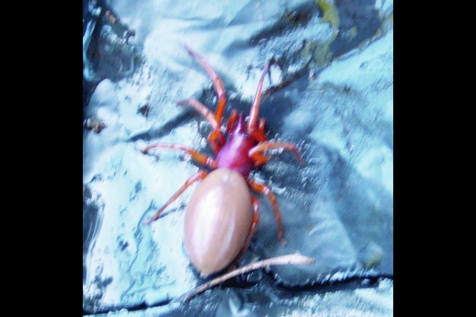 Just one of many beneficial garden spiders, the reddish woodlouse spider preys on sowbugs and pillbugs. HELEN CHESNUT 