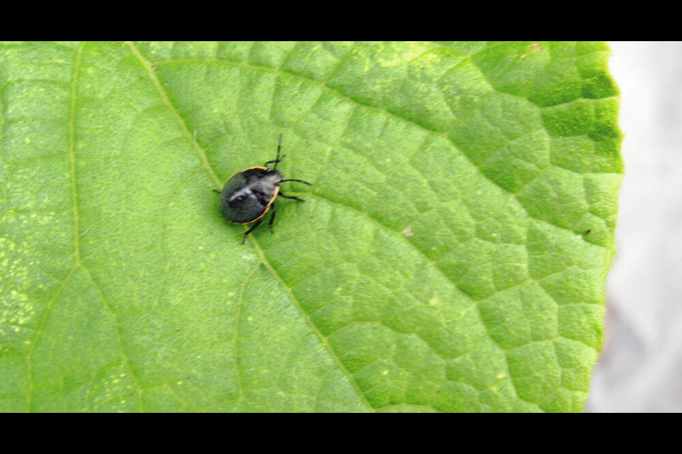 Stink bugs feed on some vegetables as well as on fruits and berries. This stink bug is one of several found in a cucumber planting. HELEN CHESNUT 