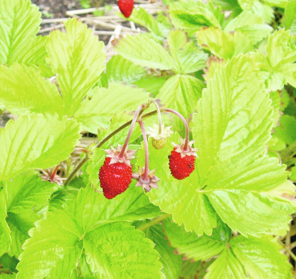 Backyard garden classes blessed with ‘time out’ to feast
