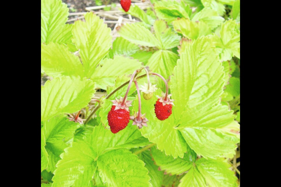 Little alpine strawberries, when fully ripened, are sweet and intensely flavoured. HELEN CHESNUT 
