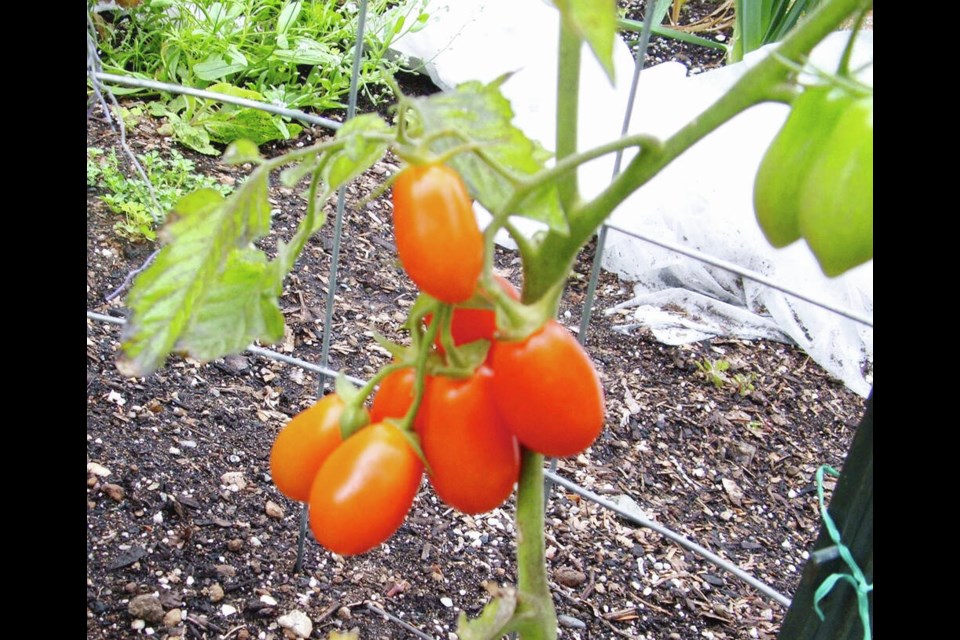 Sun Dipper tomatoes have become a star in Helen Chesnut's garden,  producing beautiful strings of small, elongated tomatoes with a rich, sweet flavour. HELEN CHESNUT 