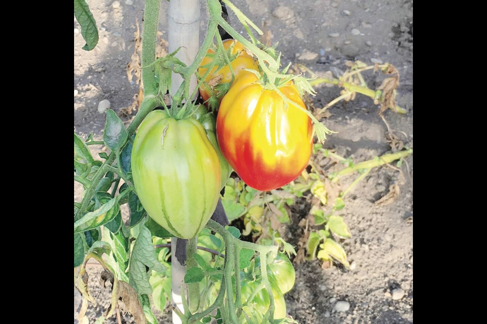 Tomatoes with scant leaf cover can be susceptible to damage from direct, hot afternoon sun. DANA B. 