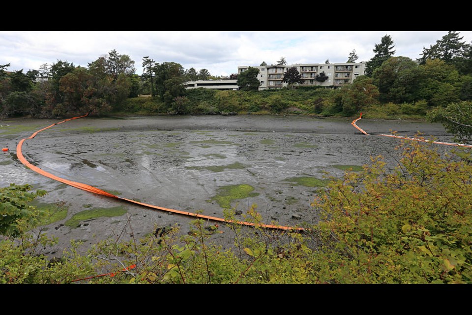 An oil containment boom is visible at low tide at the northwest corner of the Selkirk Trestle, on the Gorge Road side of the Galloping Goose Trail. ADRIAN LAM, TIMES COLONIST 