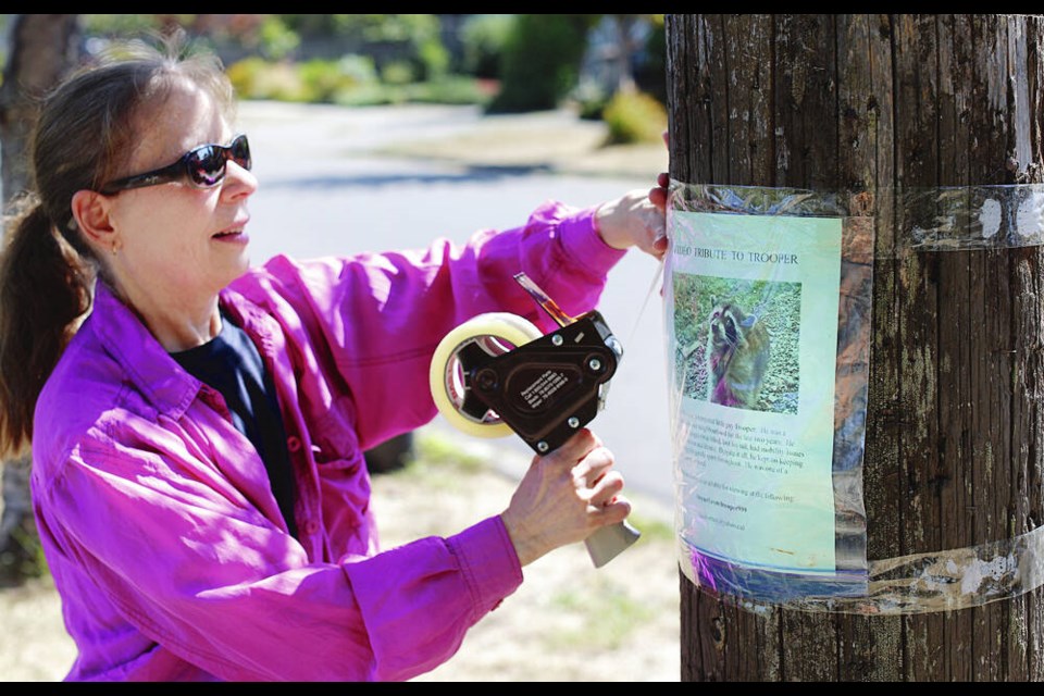 Linda puts up a notice on a power pole near her home on Thurlow Road in tribute to Trooper the raccoon. ADRIAN LAM, TIMES COLONIST 