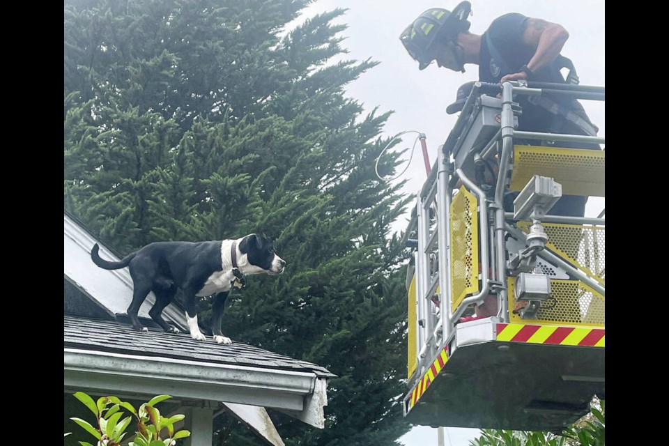 Victoria firefighters rescue a dog from a roof. VICTORIA FIRE 