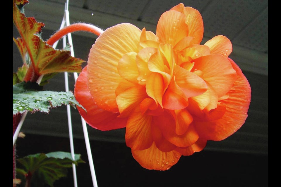 Though not used in the ordinary sense as cut flowers, begonia blossoms can be floated in water in shallow containers for indoor display. HELEN CHESNUT 