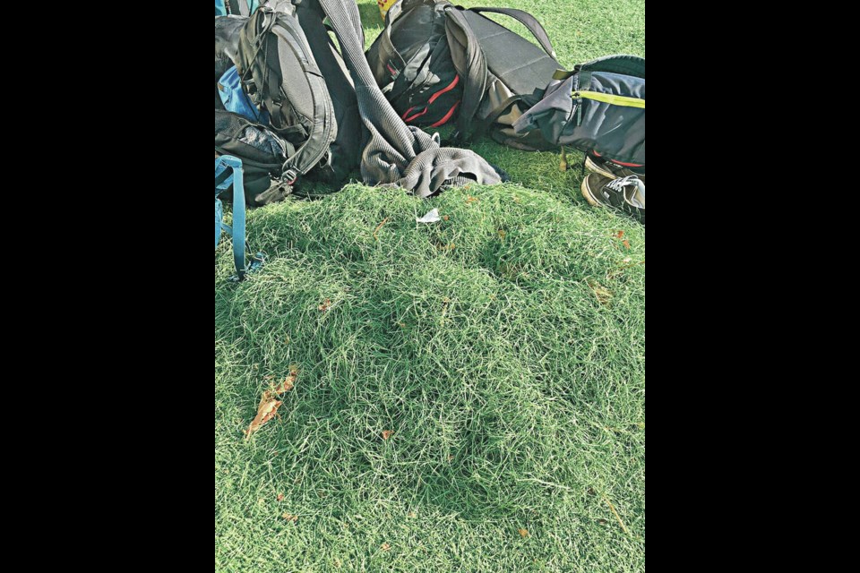 Raked up plastic strands at Oak Bay’s artificial turf field. ANGUS MATTHEWS 
