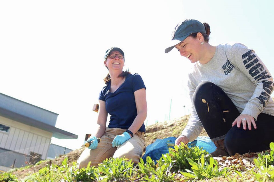 Biology professor Caroline Josefsson, left, and student Megan Kollman work in a Garry oak ecosystem restoration plot at Vancouver Island University’s Nanaimo campus. It isn’t known whether Garry oaks were present on the Nanaimo campus in the past, but it’s likely, since it’s near Harewood Plains, a remnant of the Garry oak ecosystem in the city and at its northernmost range, which extends to Courtenay. VIA VANCOUVER ISLAND UNIVERSITY 