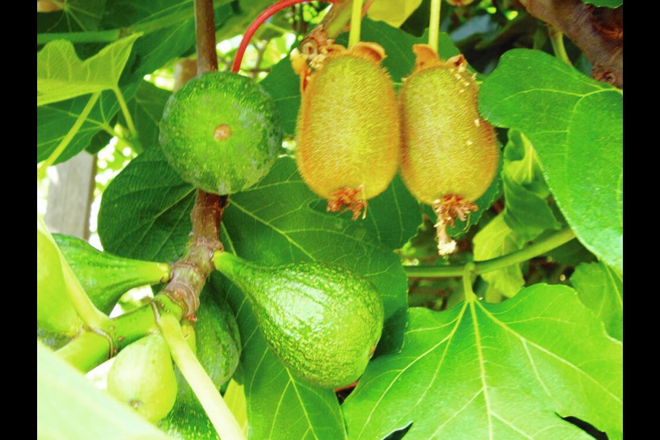 Like these kiwis and figs, grapes develop and ripen to full sweetness when exposed to sunlight. HELEN CHESNUT 