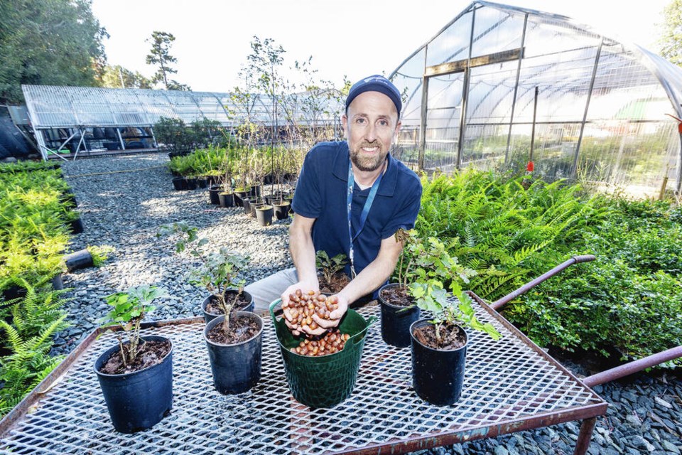 Michael Creighton, City of Victoria parks supervisor, at the city’s nursery in Beacon Hill Park with Garry oak ­seedlings and acorns for planting around the city. ­During mast years, crews are sent out to collect thousands of acorns from different areas that will eventually become seedlings. Acorns from different areas are mixed to ensure genetic diversity, and ultimately, the vitality of the trees. DARREN STONE, TIMES COLONIST 