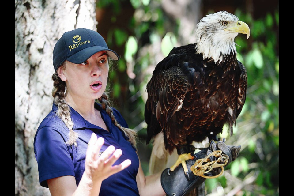 Brooke Whitelaw holds Theia, a six-year-old bald eagle, at The Raptors north of Duncan. The educational and tourism facility on an 11-acre spread north of Duncan ­captivates ­visitors with displays of apex predator birds flying, ­demonstrating their speed, ­precision, keen eyesight and deadly hunting techniques. 