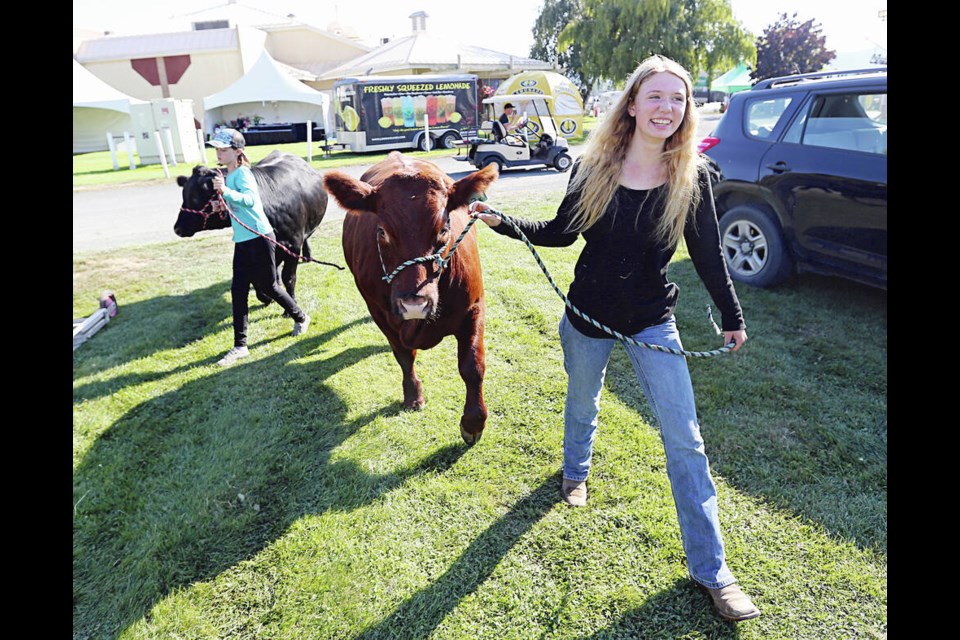 Alina Moren leads her one-year-old pure bred short cow Spud to the stalls as her sister, Susan Moren, follows with Sam, a one-year-old Black Angus, after a long trip to the Saanich Fair from Black Creek.     ADRIAN LAM, TIMES COLONIST